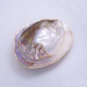One of a Kind Decorative Giant Shell Dish Mother of Pearl Jewelry Tray Seashell Dish for Mix Bar Charm Jewelry Supply Booth Decoration P1894